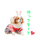可愛い愛犬達のスタンプ（個別スタンプ：17）
