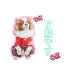 可愛い愛犬達のスタンプ（個別スタンプ：18）