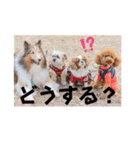 可愛い愛犬達のスタンプ（個別スタンプ：19）