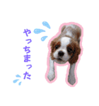 可愛い愛犬達のスタンプ（個別スタンプ：20）