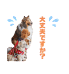 可愛い愛犬達のスタンプ（個別スタンプ：21）