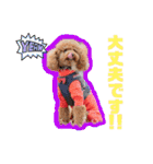 可愛い愛犬達のスタンプ（個別スタンプ：22）