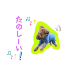 可愛い愛犬達のスタンプ（個別スタンプ：23）