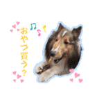 可愛い愛犬達のスタンプ（個別スタンプ：24）