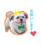可愛い愛犬達のスタンプ（個別スタンプ：26）
