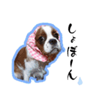 可愛い愛犬達のスタンプ（個別スタンプ：27）