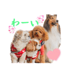 可愛い愛犬達のスタンプ（個別スタンプ：30）