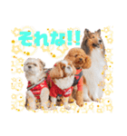 可愛い愛犬達のスタンプ（個別スタンプ：31）