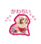 可愛い愛犬達のスタンプ（個別スタンプ：32）