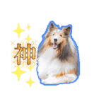 可愛い愛犬達のスタンプ（個別スタンプ：33）
