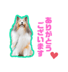 可愛い愛犬達のスタンプ（個別スタンプ：34）
