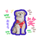 可愛い愛犬達のスタンプ（個別スタンプ：35）