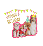 可愛い愛犬達のスタンプ（個別スタンプ：37）