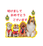 可愛い愛犬達のスタンプ（個別スタンプ：38）