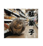 スーパー猫ミーム(日常会話編)（個別スタンプ：4）