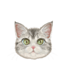マンチカン子猫◇表情32パターン/リアル系（個別スタンプ：14）