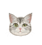 マンチカン子猫◇表情32パターン/リアル系（個別スタンプ：15）