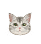 マンチカン子猫◇表情32パターン/リアル系（個別スタンプ：16）