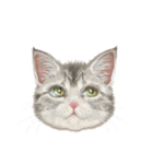 マンチカン子猫◇表情32パターン/リアル系（個別スタンプ：18）