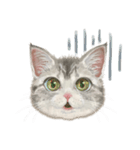 マンチカン子猫◇表情32パターン/リアル系（個別スタンプ：30）