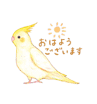 aoamoインコの敬語1（個別スタンプ：1）