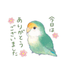 aoamoインコの敬語1（個別スタンプ：16）