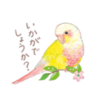 aoamoインコの敬語1（個別スタンプ：20）