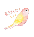 aoamoインコの敬語1（個別スタンプ：26）