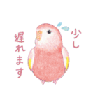 aoamoインコの敬語1（個別スタンプ：28）