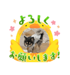 ポメチワはちみつちゃんスタンプ第12弾登場（個別スタンプ：8）