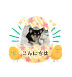 ポメチワはちみつちゃんスタンプ第12弾登場（個別スタンプ：16）