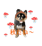 ポメチワはちみつちゃんスタンプ第12弾登場（個別スタンプ：18）