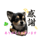 ポメチワはちみつちゃんスタンプ第12弾登場（個別スタンプ：21）