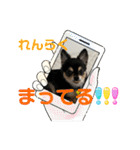 ポメチワはちみつちゃんスタンプ第12弾登場（個別スタンプ：23）
