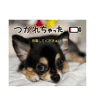ポメチワはちみつちゃんスタンプ第12弾登場（個別スタンプ：27）