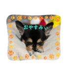 ポメチワはちみつちゃんスタンプ第12弾登場（個別スタンプ：28）
