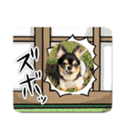 ポメチワはちみつちゃんスタンプ第12弾登場（個別スタンプ：29）