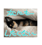 ポメチワはちみつちゃんスタンプ第12弾登場（個別スタンプ：30）