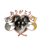 ポメチワはちみつちゃんスタンプ第12弾登場（個別スタンプ：39）