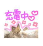 みぃきちラブラブすたんぷ♡（個別スタンプ：11）