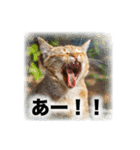 少し様子がおかしい動物スタンプ1（個別スタンプ：3）