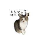 ぼぴ家の猫（個別スタンプ：3）