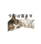 ぼぴ家の猫（個別スタンプ：4）