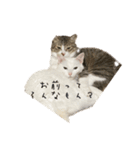 ぼぴ家の猫（個別スタンプ：5）