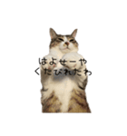 ぼぴ家の猫（個別スタンプ：6）