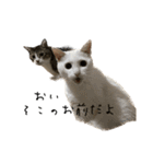 ぼぴ家の猫（個別スタンプ：7）