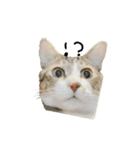 ぼぴ家の猫（個別スタンプ：8）