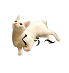 ぼぴ家の猫（個別スタンプ：10）