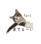 ぼぴ家の猫（個別スタンプ：11）