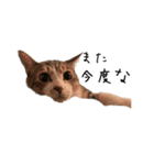 ぼぴ家の猫（個別スタンプ：12）